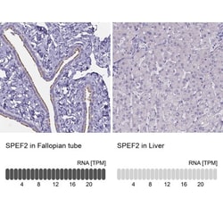 Sperm Flagellar 2 Antibody, Novus Biologicals 0.1mL; Unlabeled:Antibodies,